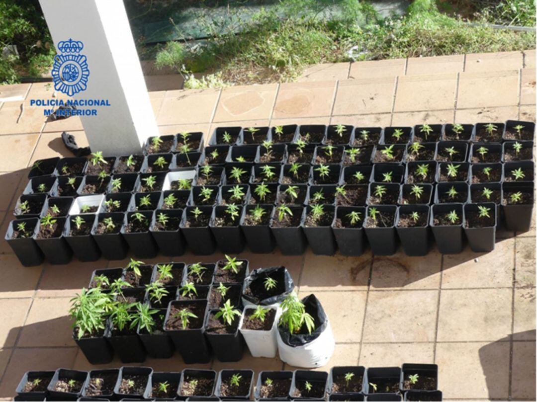 A Maó es van descobrir fins a tres plantacions.