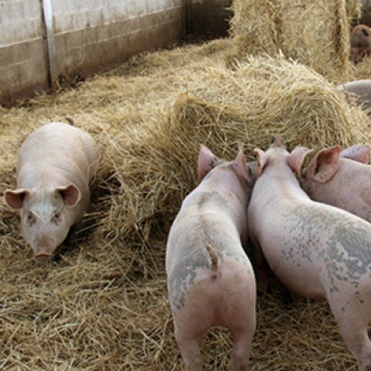 4 millones de cerdos se ceban al año en las cerca de 130 granjas de explotación que hay en Cartagena