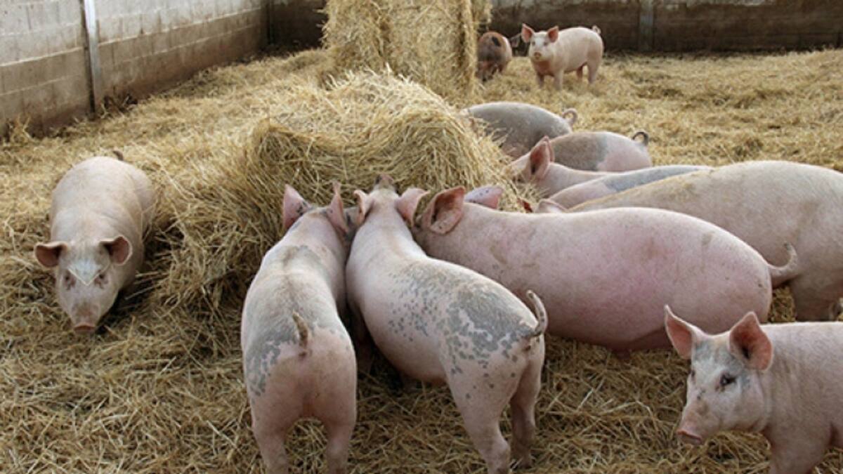 El 62% de las industrias del porcino de Aragón se ubican en municipios de menos de 5.000 habitantes