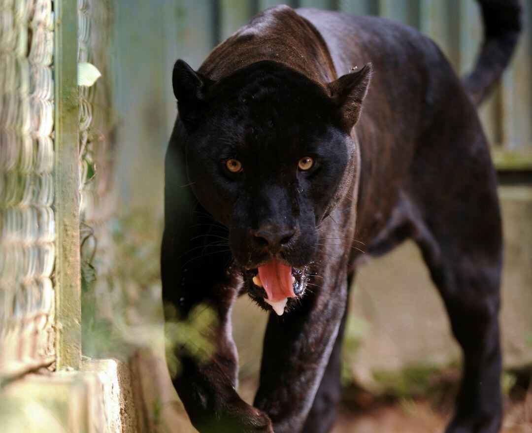 La mujer, según ha informado el zoo, no sufre heridas mortales