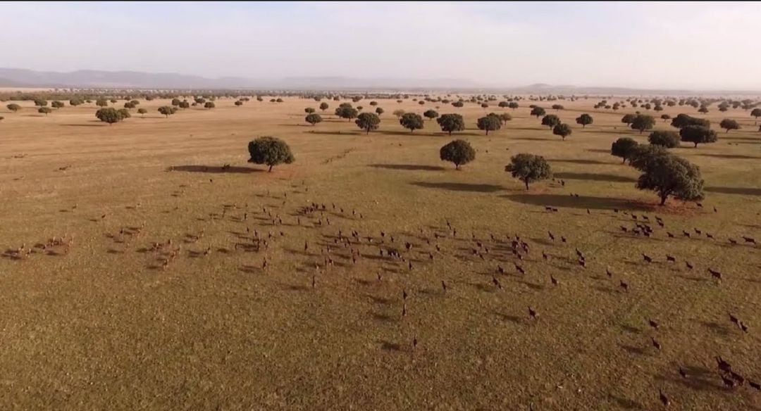 Vista aérea del Parque Nacional de Cabañeros, con sus manadas de ungulados desplazándose por su vasta extensión