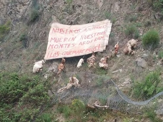 Pancarta colocada en la comarca de las 7 villas junto con cadáveres de ovejas