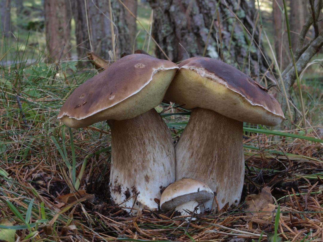 Boletus Edulis