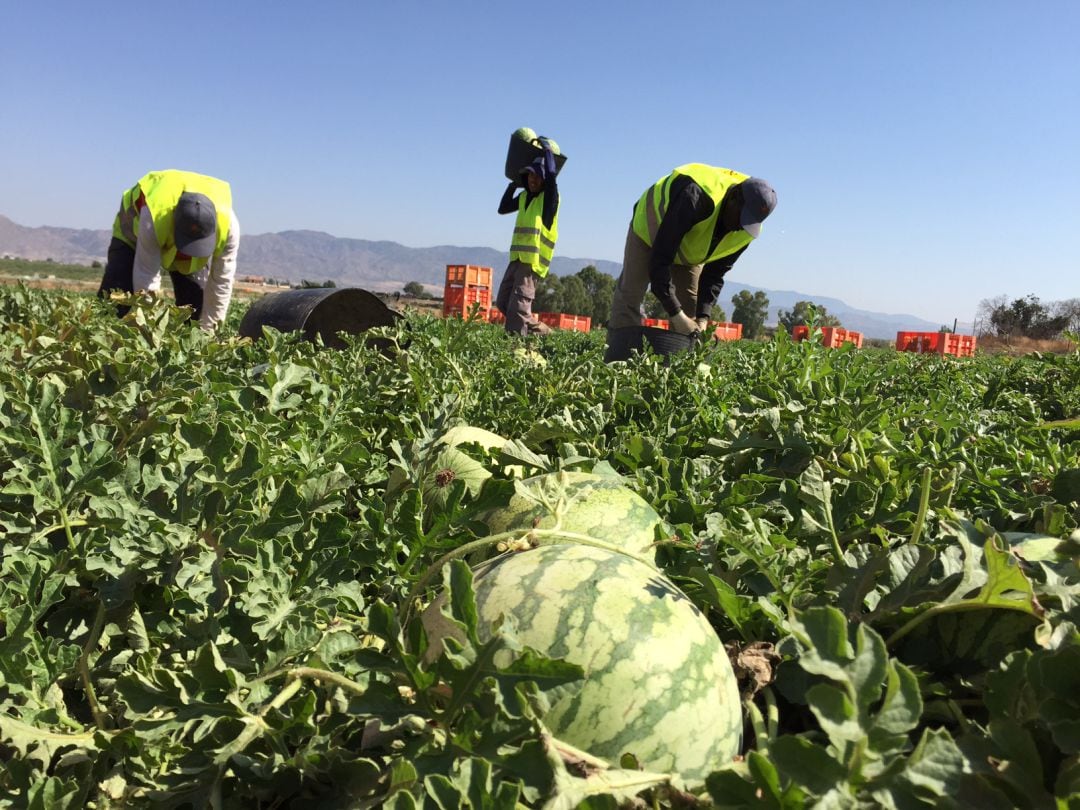 Trabajadores agrícola en la Región de Murcia en una foto de archivo