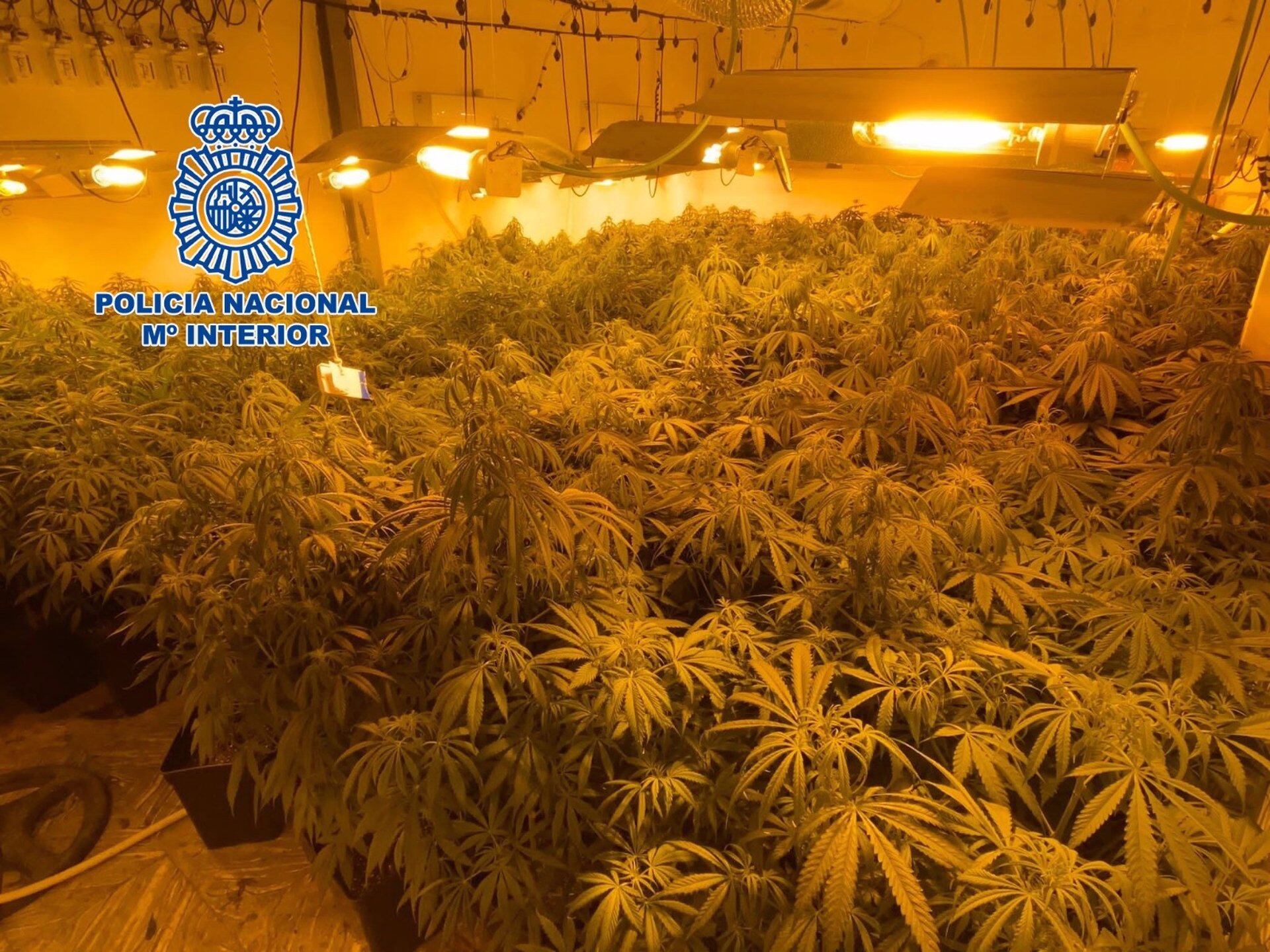 Decenas de plantas de marihuana en un local intervenido por la Policía