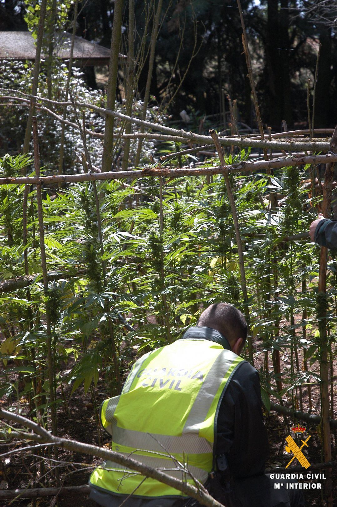 Imagen de la plantación de marihuana en Boceguillas
