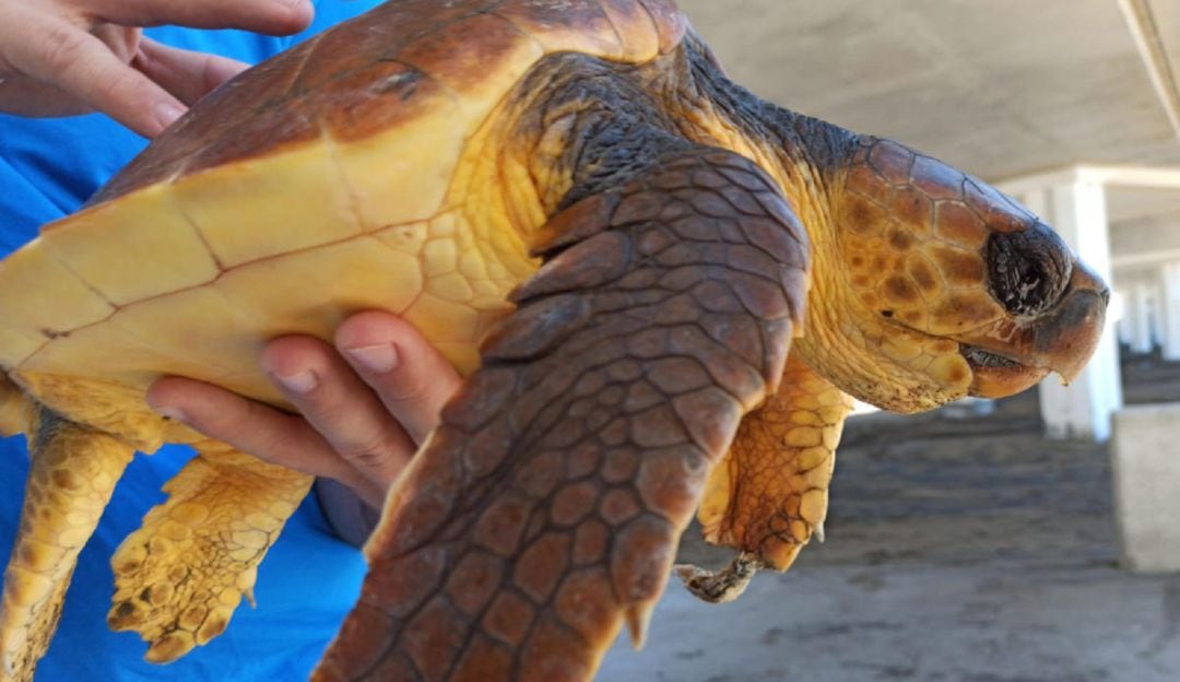 Tortuga rescatada en aguas cercanas a la isla.