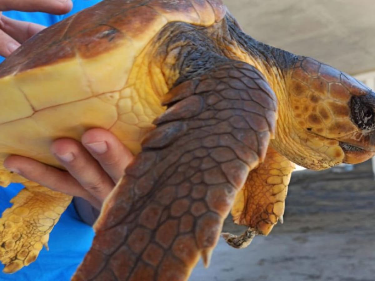 El Cabildo recuerda que existe un protocolo de actuación en caso de encontrar animales silvestres accidentados