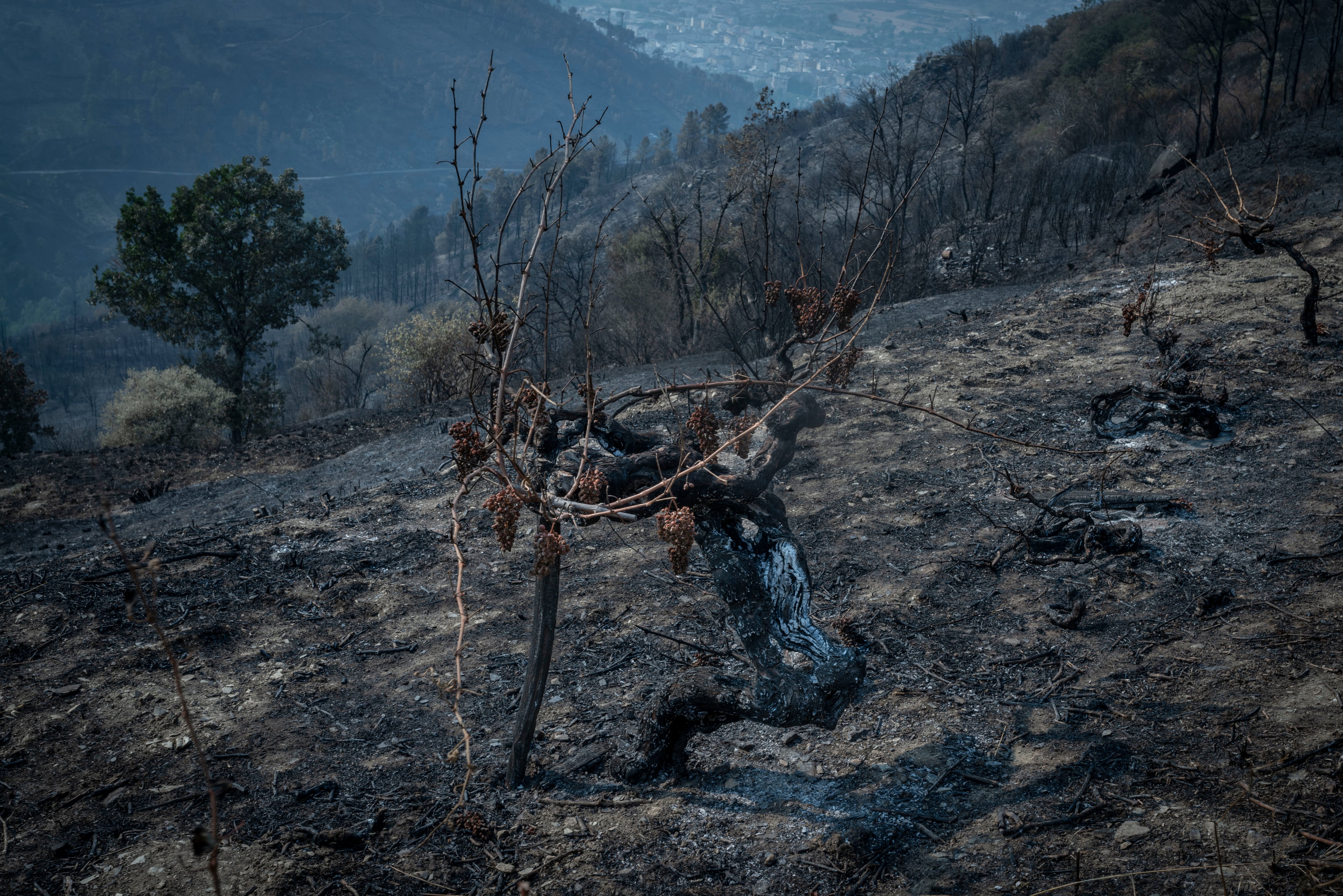 O BARCO DE VALDEORRAS (OURENSE), 20/07/2022.- Un viñedo afectado por el incendio forestal de O Barco de Valdeorras, que ya ha arrasado 10.500 hectáreas. Los dieciséis incendios más importantes que hay en Galicia han quemado ya 29.334 hectáreas, 10.500 en Carballeda de Valdeorras (Ourense), cifra que ha crecido en 1.500, y 11.100 entre la suma de los núcleos afectados en Folgoso (Lugo). EFE/ Brais Lorenzo
