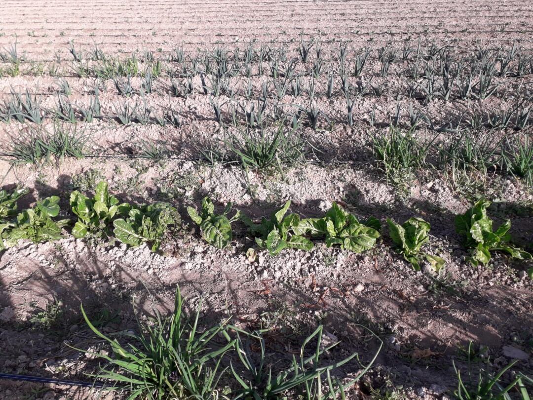 Imagen de una parte de la parcela de Eco Huerto Sax