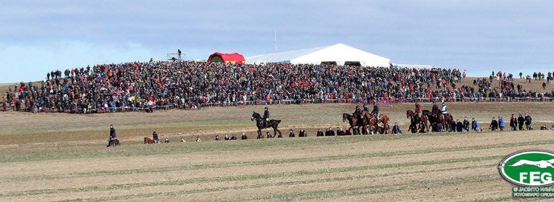 Los aficionados a los galgos vivirán en Nava del Rey un nuevo campeonato