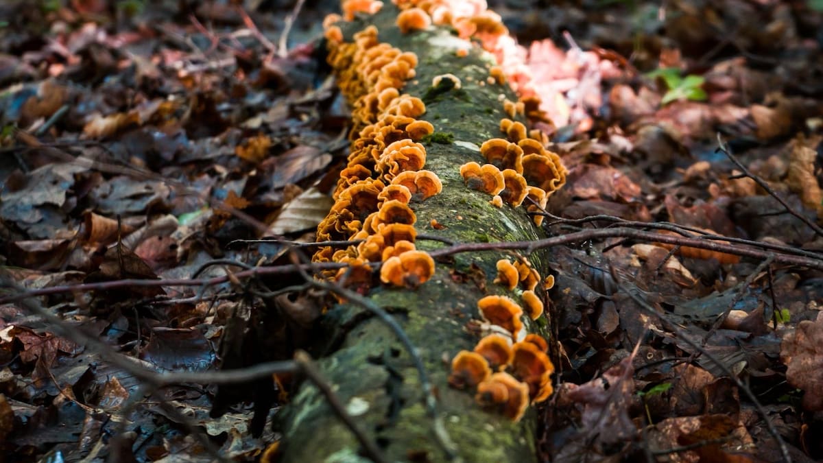 Nuestra naturaleza: La labora vital de la Microbiología en la Ecología