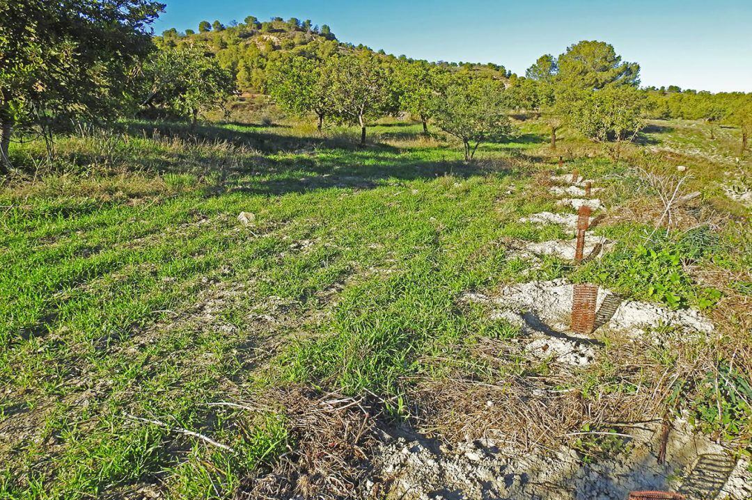 Bancales recuperados por ACUDE en la Sierra de la Almenara