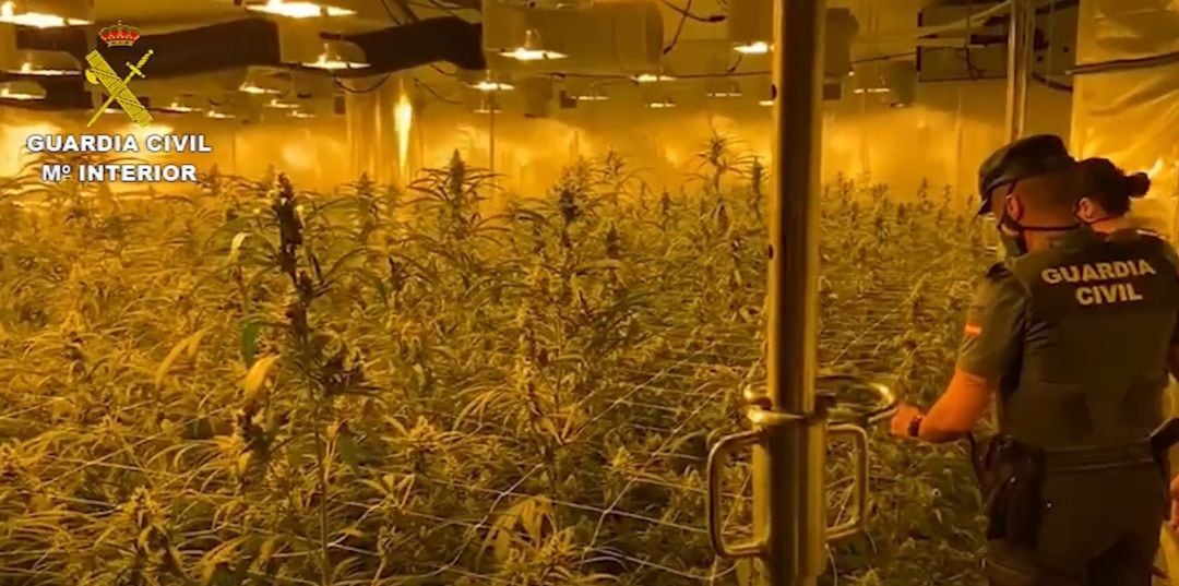 Plantación de marihuana localizada en una de las viviendas