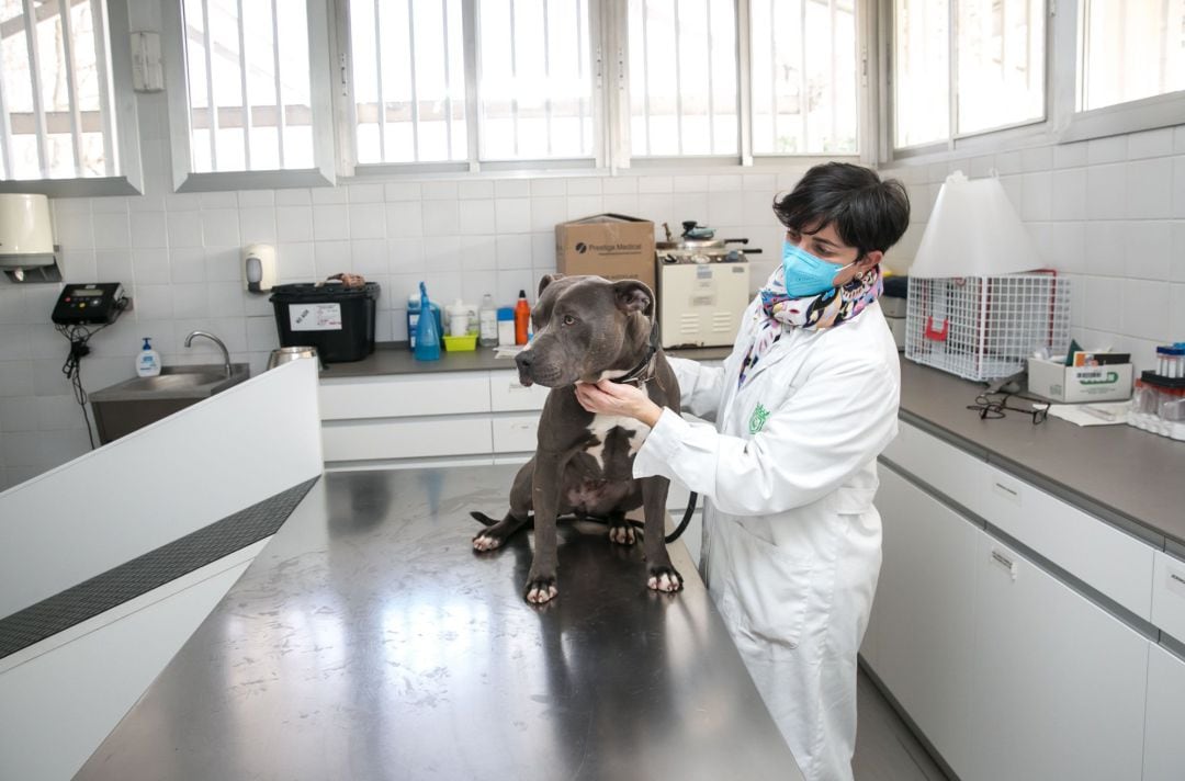 Una veterinaria asiste a un perro