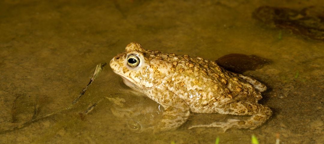 Imagen de un sapo corredor, una de las dos especies de anfibios que entrarán en el Catálogo Vasco de especies amenazadas directamente como en peligro de extinción