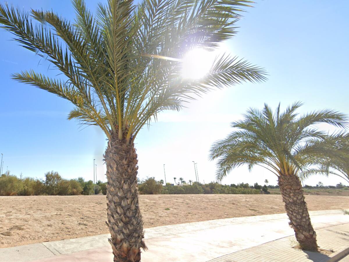 El Ayuntamiento de Elche saca a licitación el proyecto "Elx Natura"