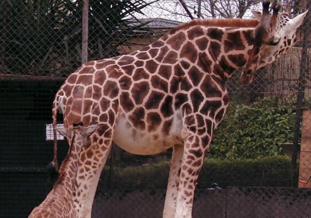 Cría de jirafa nacida en el zoo de Jerez. 