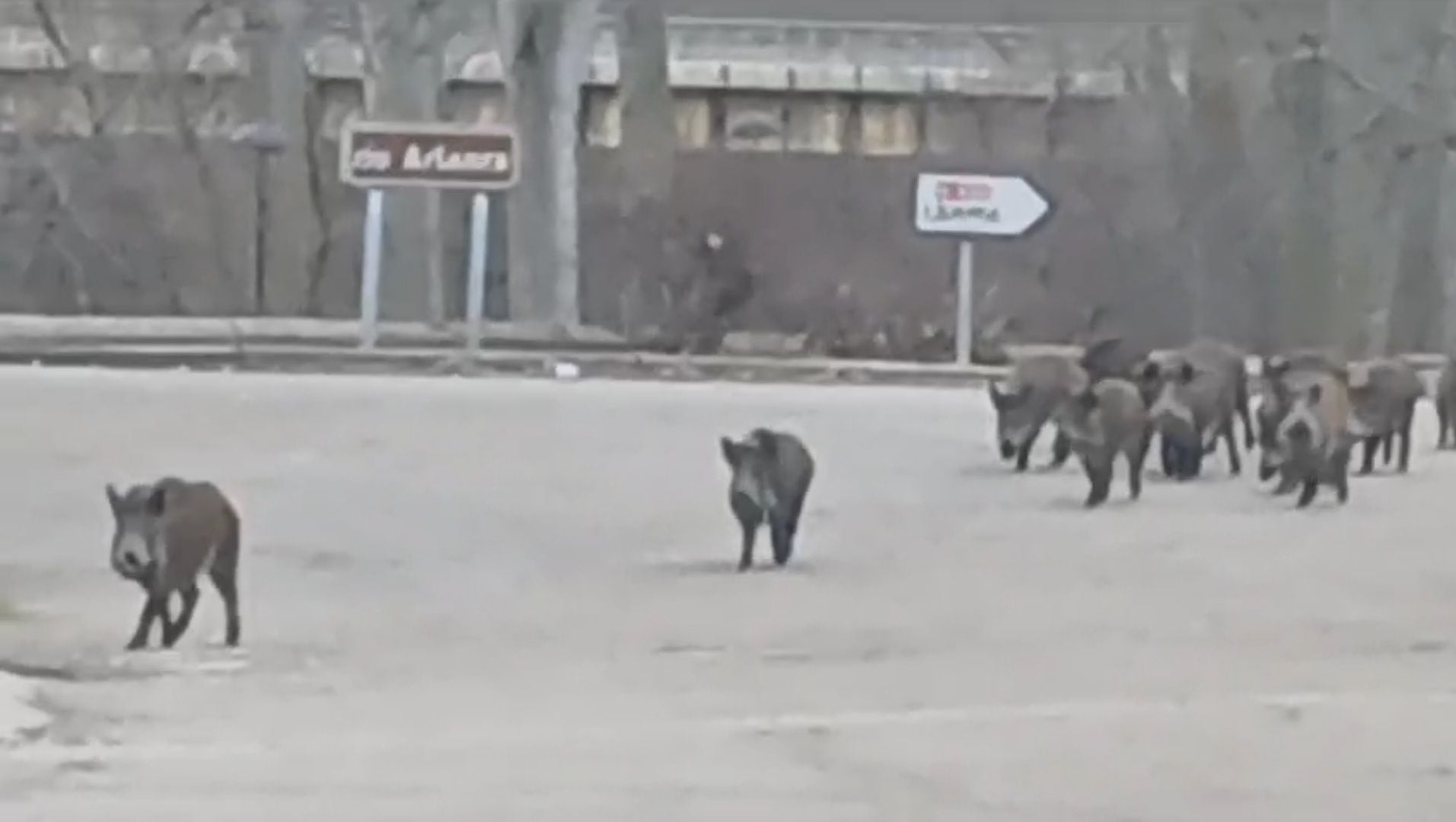 Jabalíes en el casco de Quintana del Puente