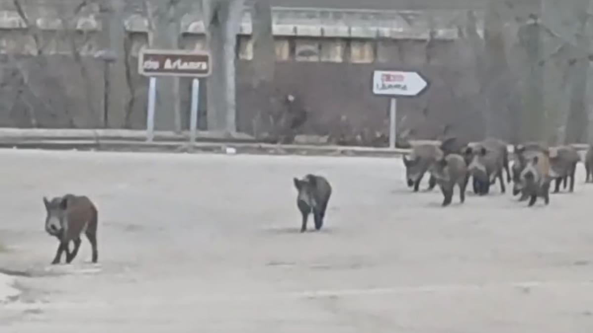 Los jabalíes cambian el verde por el asfalto y se pasean por el casco de Quintana del Puente