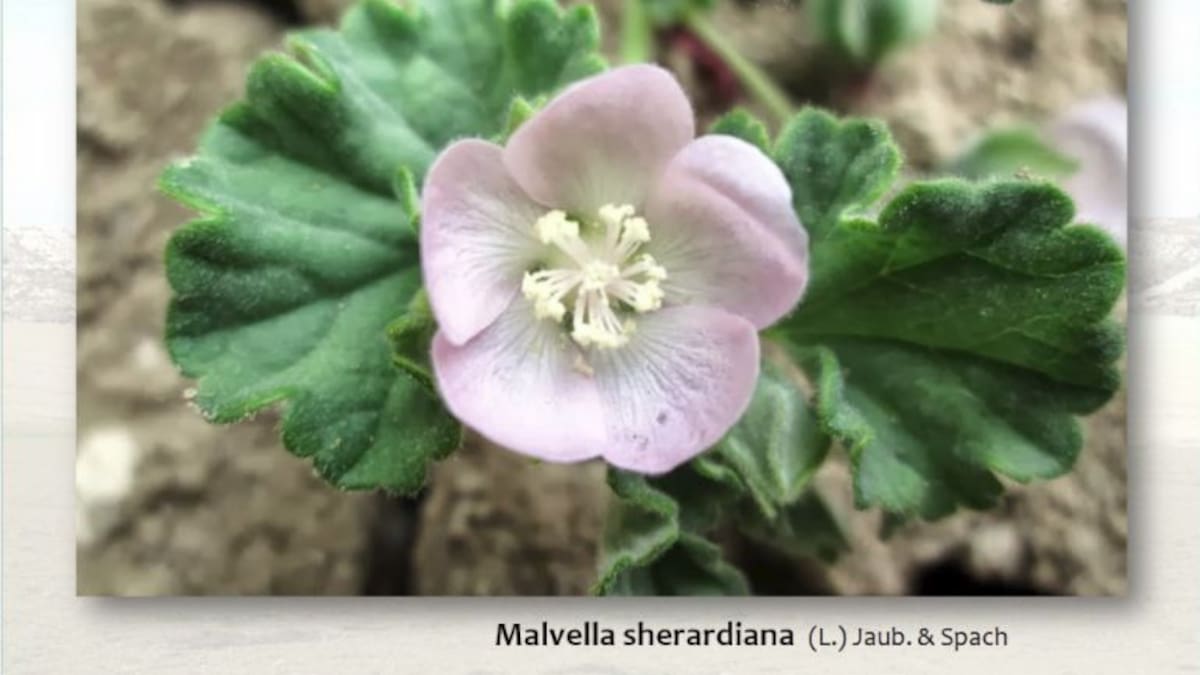 Piden protección para una planta en Arévalo