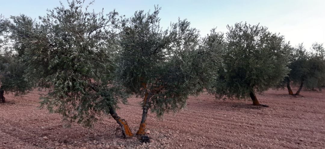 Explotación de olivar en Ciudad Real