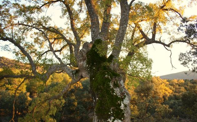 Roble centenario en la dehesa de las Cañaillas y el Espinar.