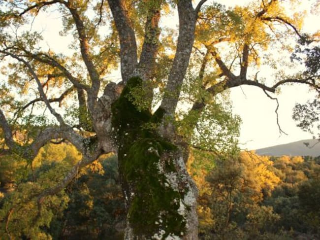 Roble centenario en la dehesa de las Cañaillas y el Espinar.