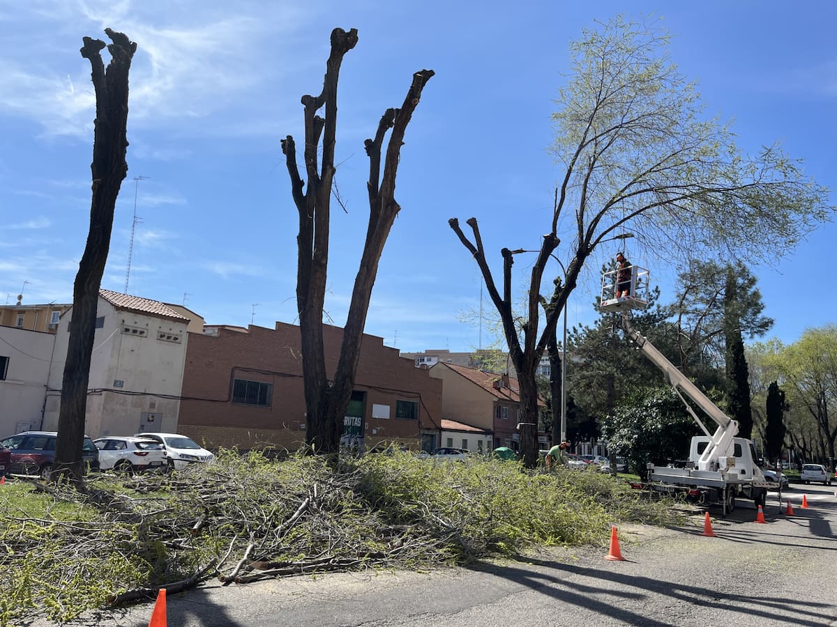 Alcalá de Henares refuerza su modelo de gestión del arbolado con criterios técnicos y preventivos