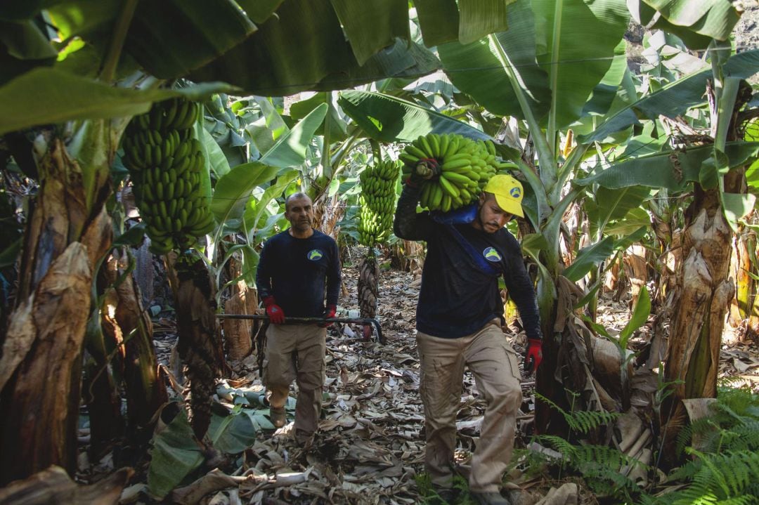 Dos trabajadores de una finca de plátanos.