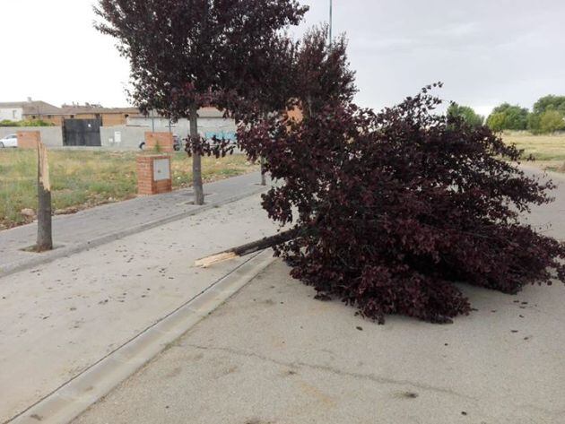 Árbol tronchado en Marchamalo