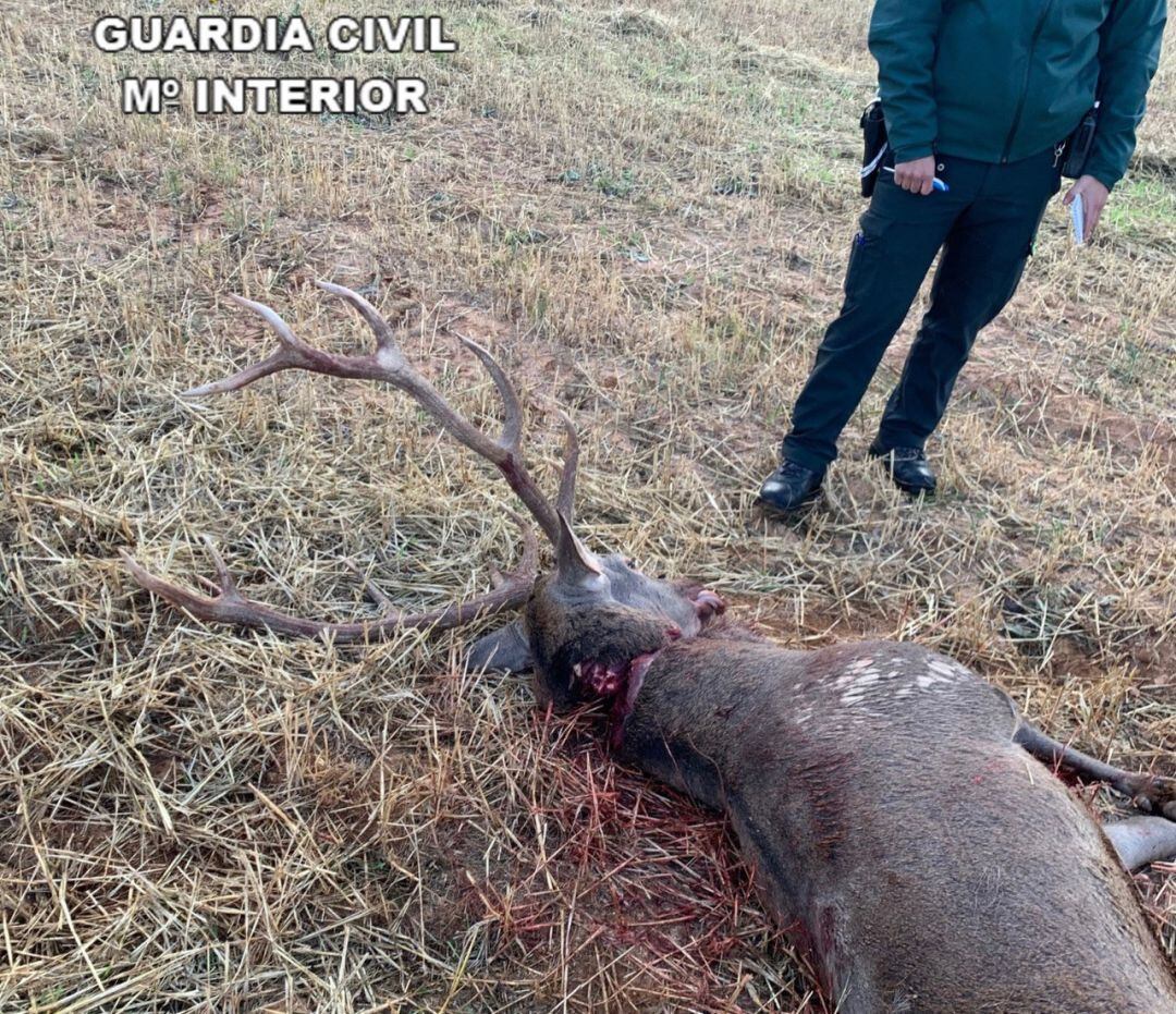 Ciervo cazado en Trillo