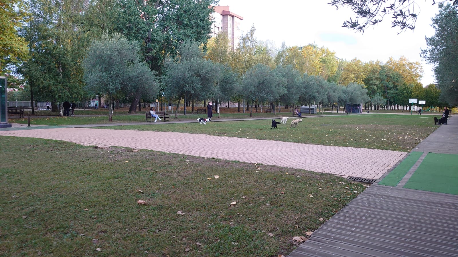 Perros sueltos en el parque de Judimendi