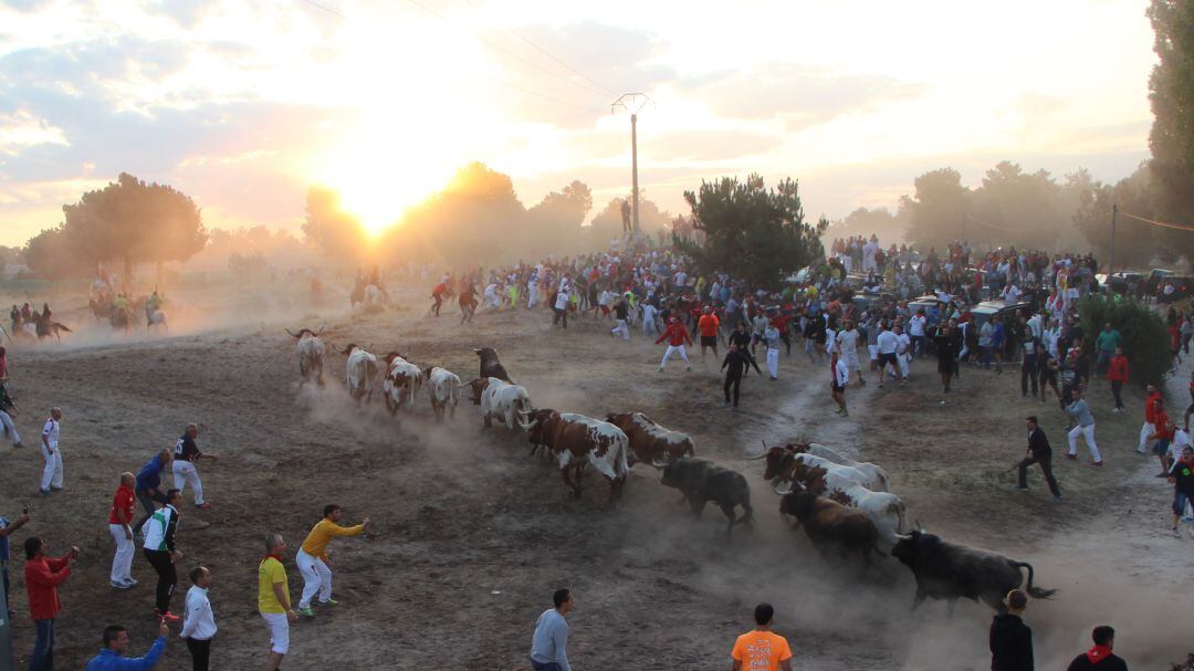 Los toros de Lagunajanda hacen una rápida salida de los corrales del rñio Cega en el primer encierro de Cuéllar