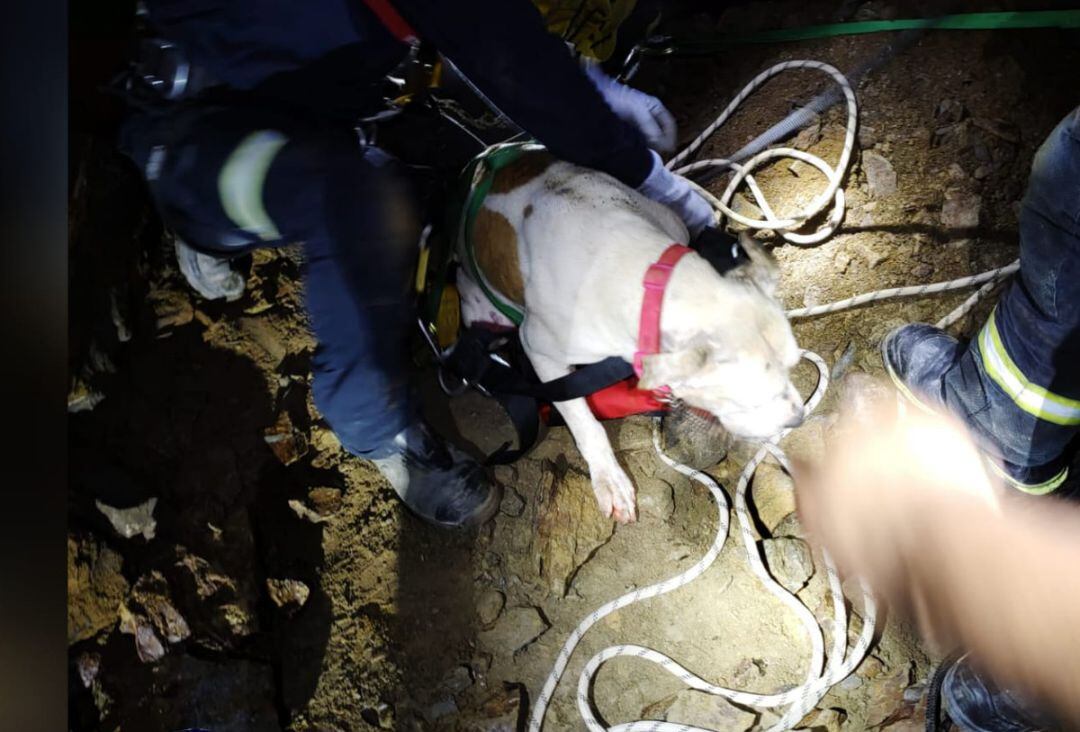 Rescate de un perro 