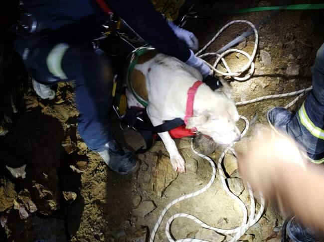Rescate de un perro