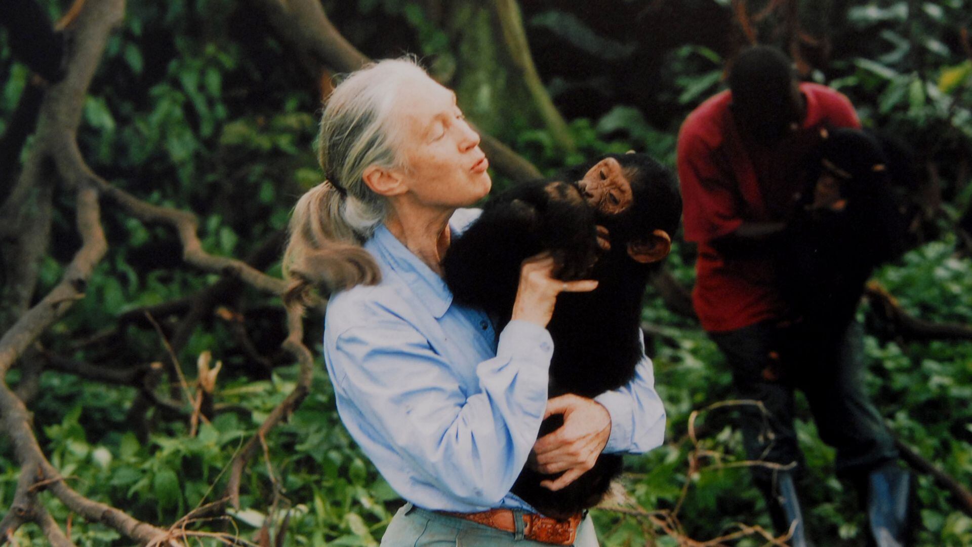 Jane Goodall, una especialista en el estudio de los chimpancés