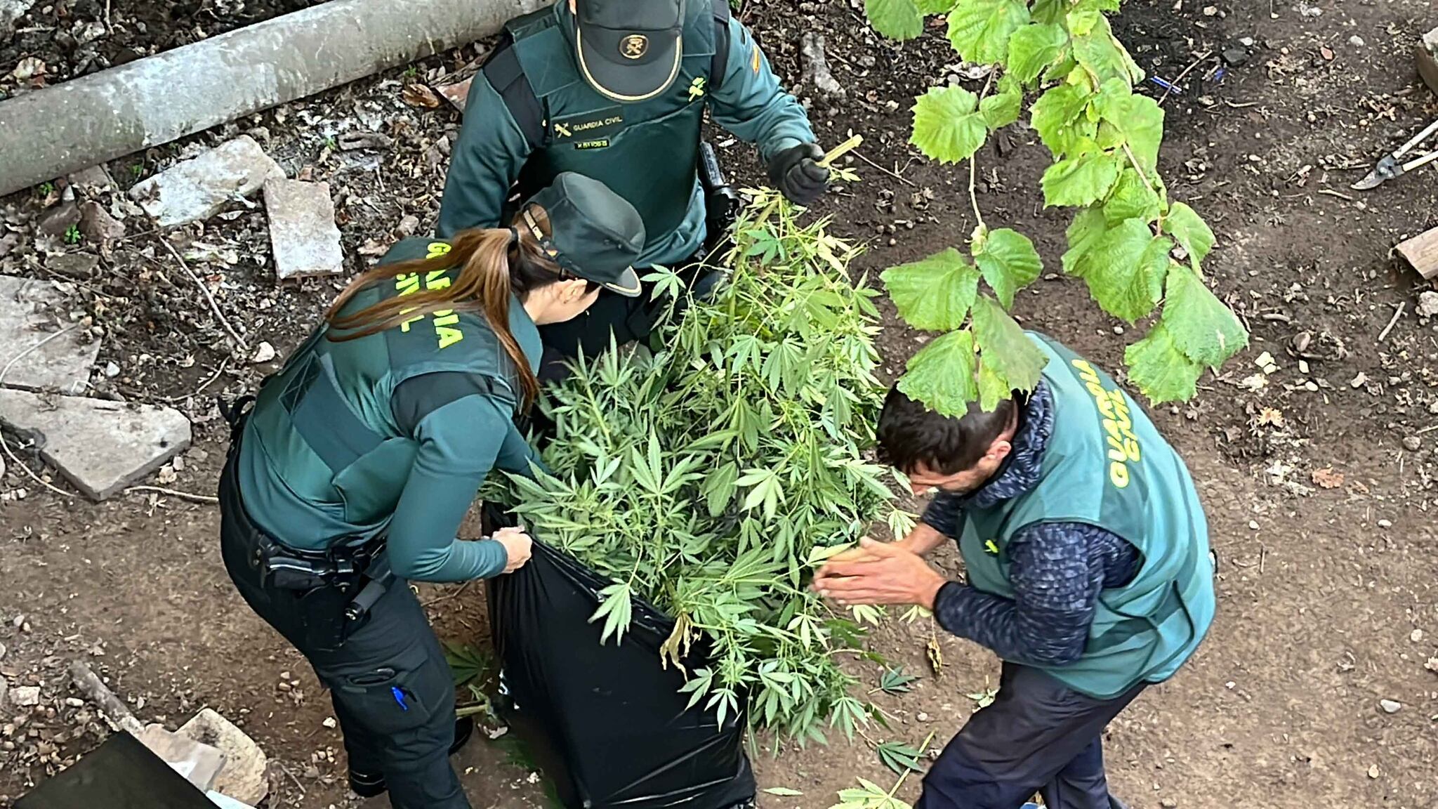 Detenidos dos jóvenes de 23 y 25 años por contar con una plantación de marihuana y un pequeño laboratorio