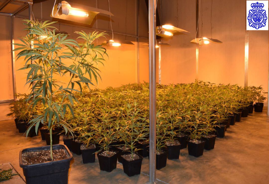 Plantación incautada en Palencia