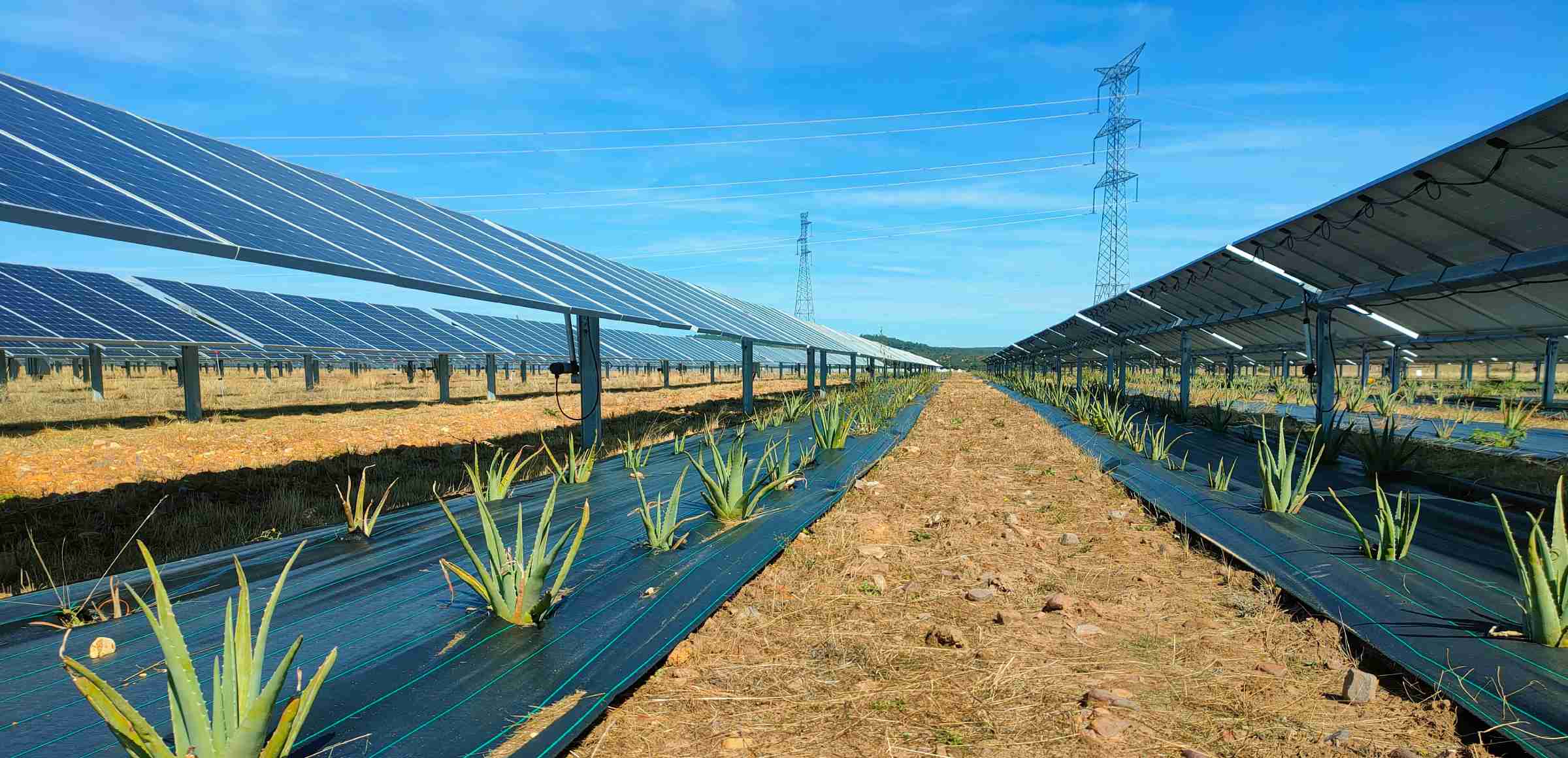 Proyecto de plantación de aloe Vera en Valdecaballeros