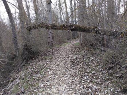 La invasión de troncos y ramas en la senda del Duero es uno de los ascpectos que preocupan a los vecinos