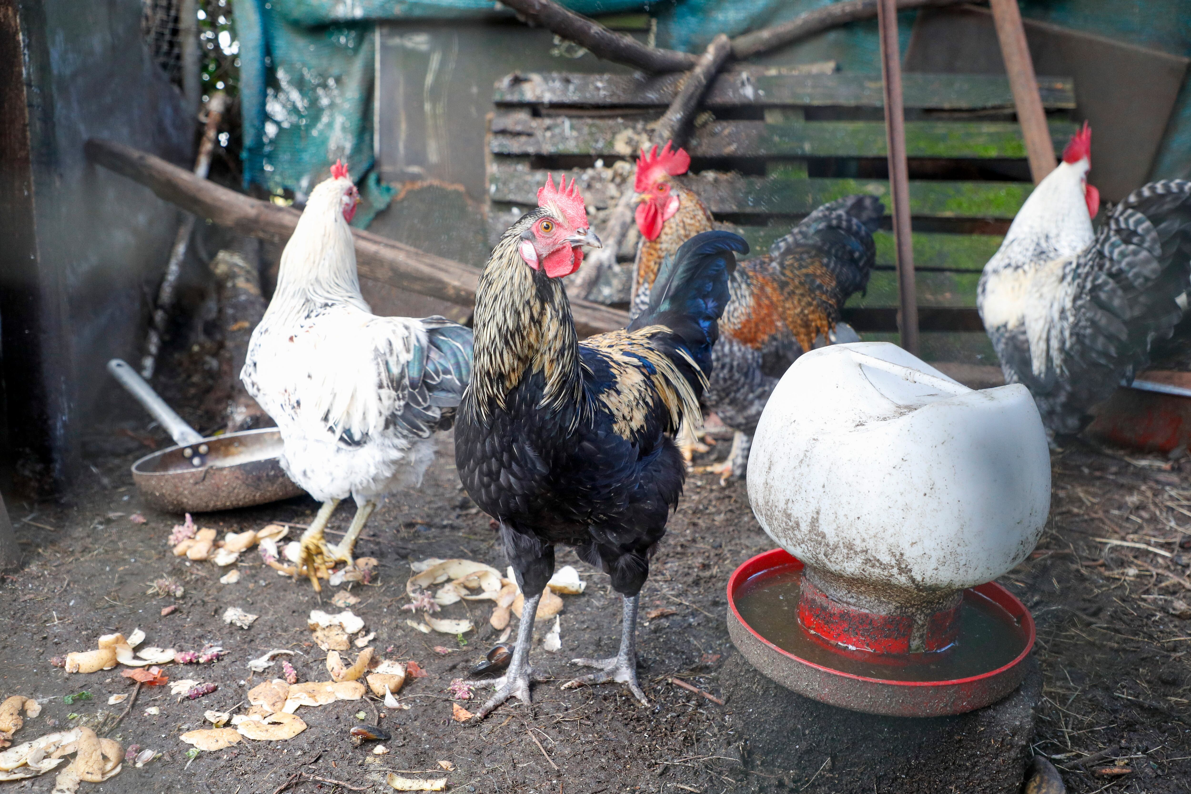 PALAS DE REI (LUGO), 11/11/2025.- Aves de corral, gallinas y gallos mestizos en una aldea de Palas de Rei (Lugo). Las granjas avícolas de puesta que están afectadas por el impacto de la gripe aviar se enfrentan a un parón de su actividad de hasta ocho meses con las pérdidas económicas que ello conlleva. EFE/ eliseo trigo
