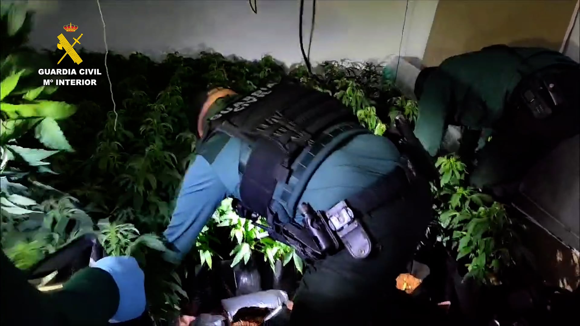 Agente interviniendo en la plantación de marihuana