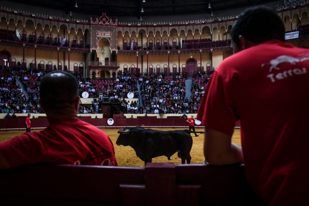 Imagen de un toro en una plaza de Portugal