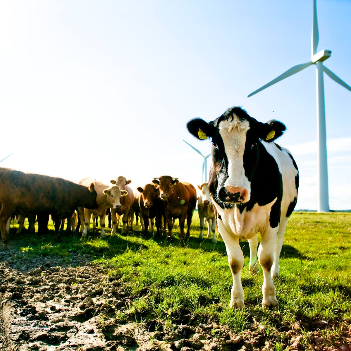 Dentro de una granja sostenible: las vacas hacen todo el trabajo