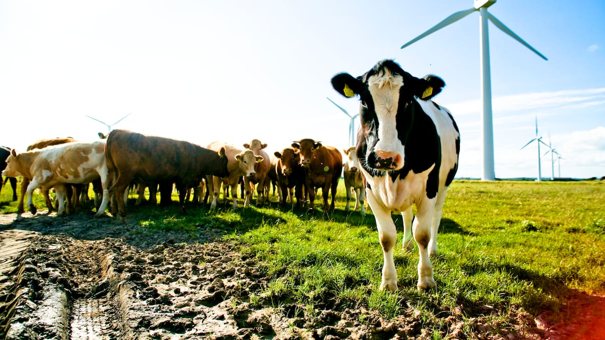 Cuidar del suelo para mejorar la calidad de los productos: las ventajas de las granjas sostenibles que respetan los ritmos naturales