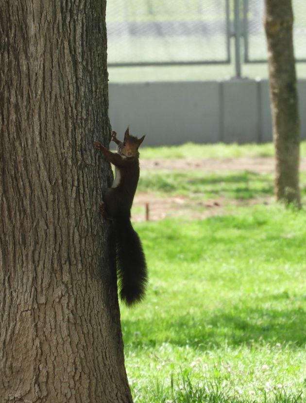 Ardilla en el jardín del Turia de València