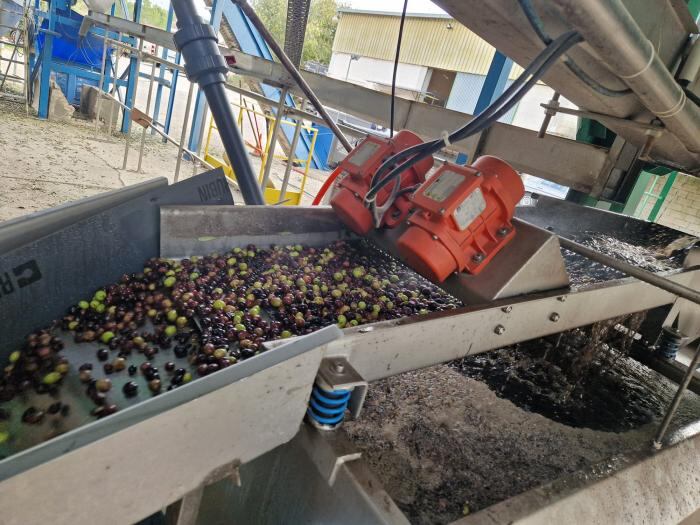 Al menos el 85% del aceite debe proceder de estas variedades locales, lo que garantiza su autenticidad y vinculación con el territorio. Foto: DGA