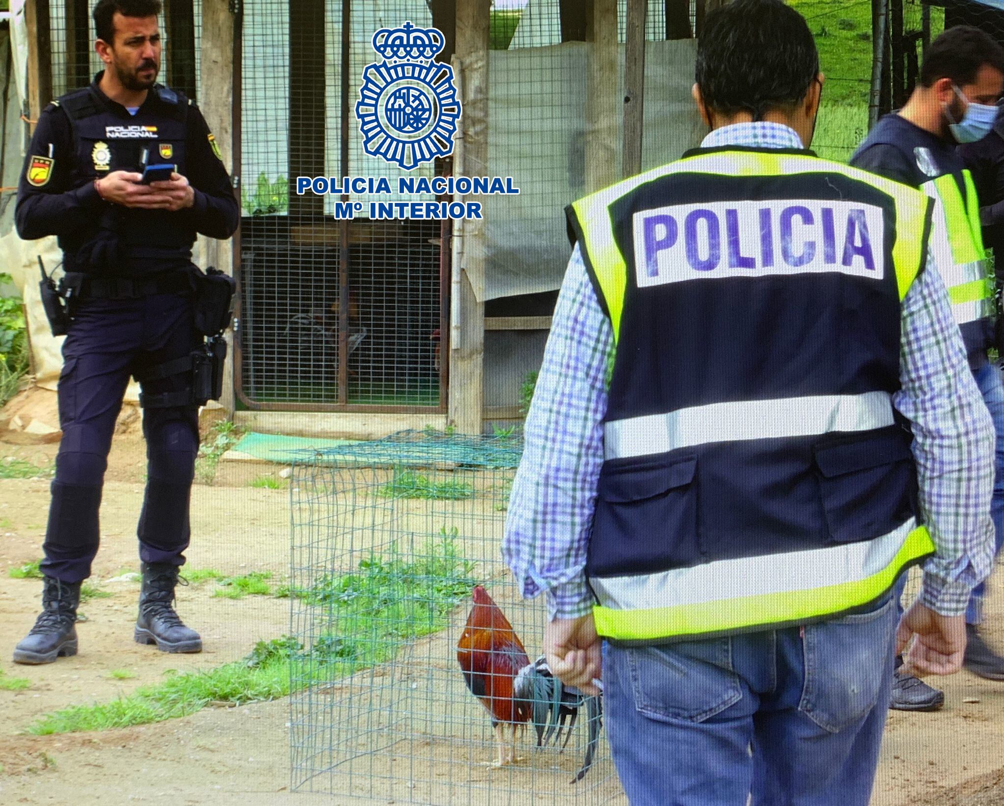 Reñidero para las peleas de gallos desarticulado por la Policía Nacional.