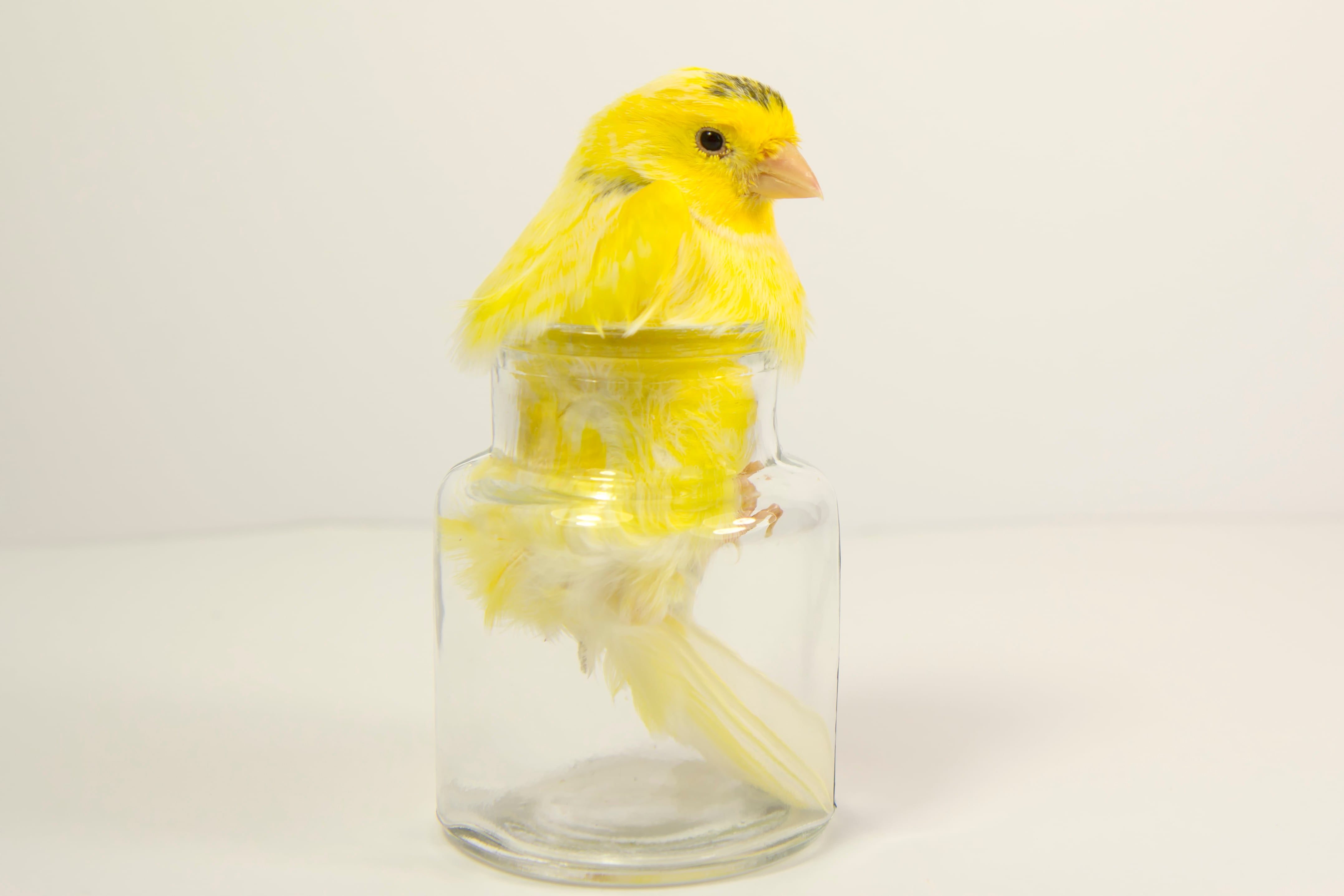 Pájaro canario en un vaso (archivo)